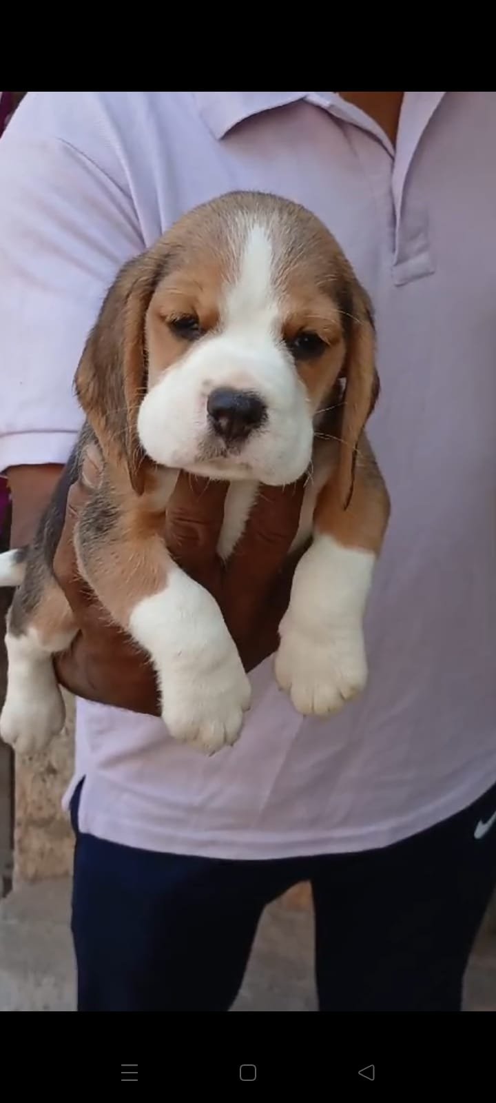Buy Male Beagle Puppy from Chennai